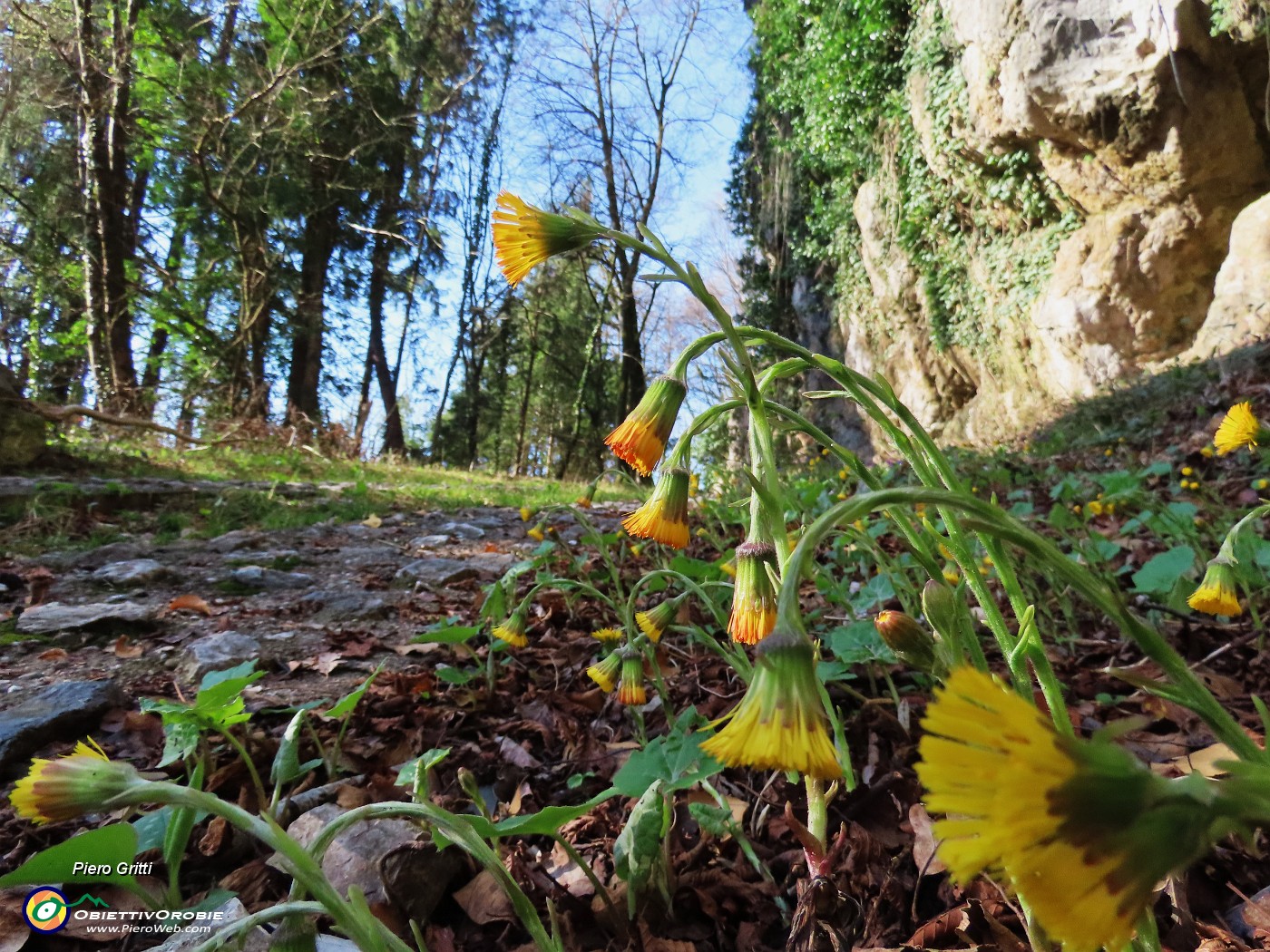 11 Bellissimi fiori gialli....JPG